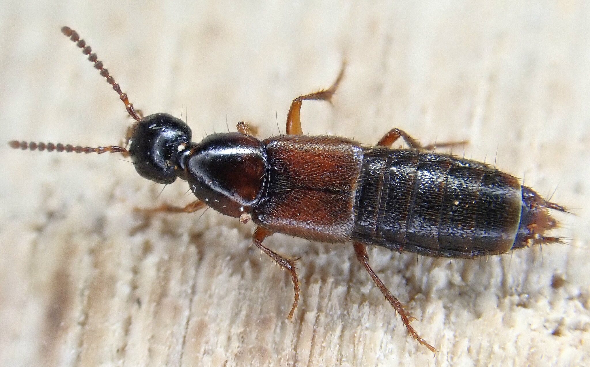 Bisnius subuliformis