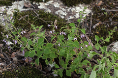 Aeollanthus buchnerianus image
