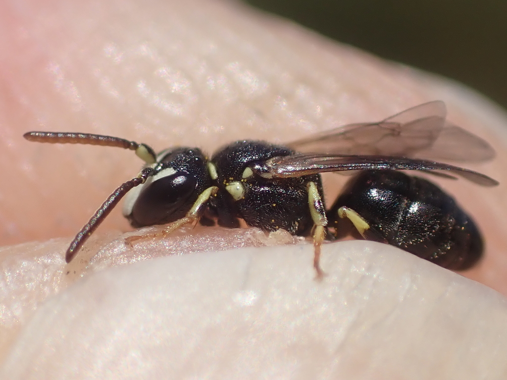 Hylaeus soror