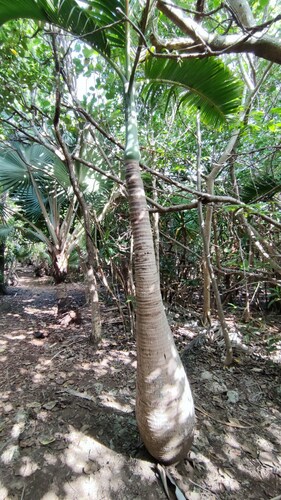 Foto de Palmeira-garrafa