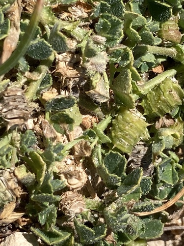 shore medick photographed in Malta