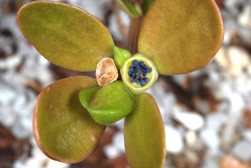 Common Purslane