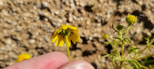 Image of Lasthenia coronaria by no rights reserved
