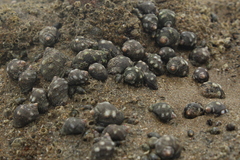 Acanthais brevidentata