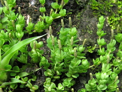 Peperomia berlandieri