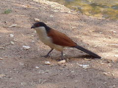 Centropus senegalensis flecki