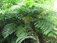 Cyathea costaricensis