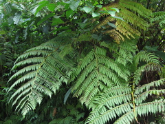 Cyathea costaricensis