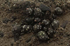 Acanthais brevidentata