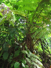 Cyathea costaricensis