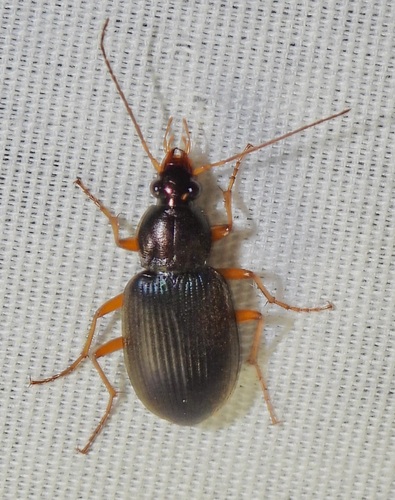 Chlaenius oxygonus