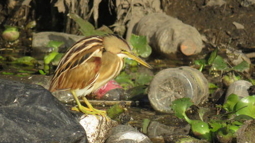 Stripe-backed Bittern (Botaurus involucris), photo 6