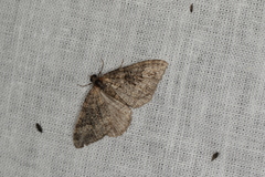 Xanthorhoe vacuaria