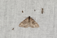 Xanthorhoe vacuaria