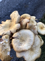 Desarmillaria caespitosa image