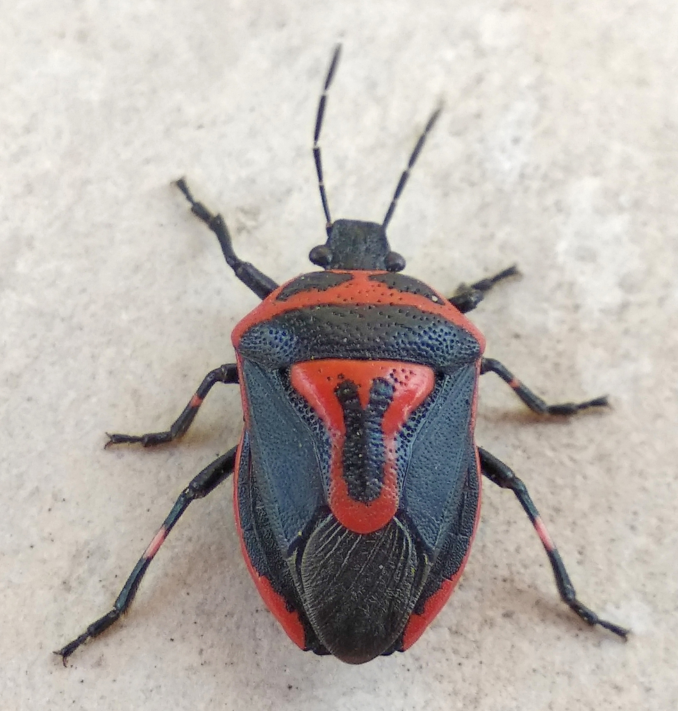 twospotted stink bug