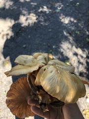Desarmillaria caespitosa image