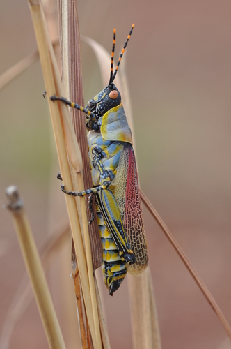 Elegant grasshopper