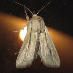 Leucania humidicola