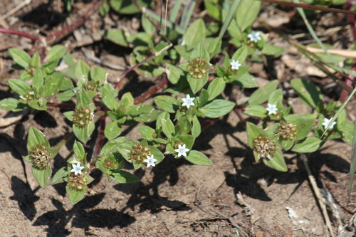 Richardia brasiliensis