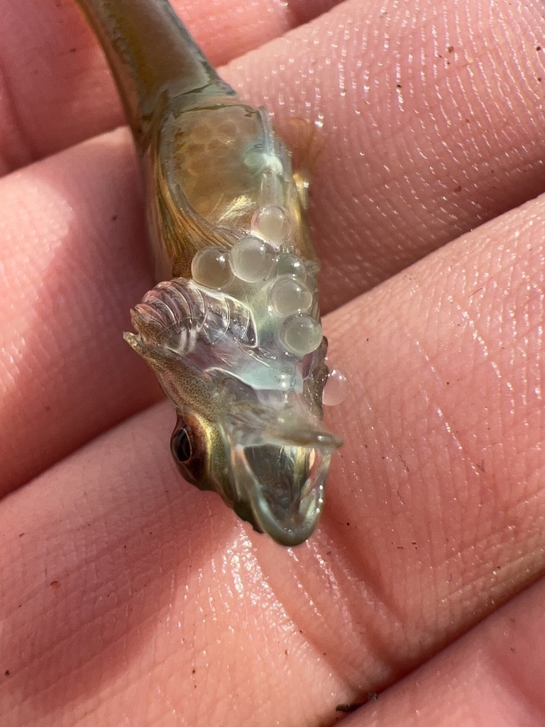 Manacled sculpin (Synchirus gilli) — Cottidae
