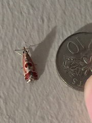 Syntonarcha iriastis