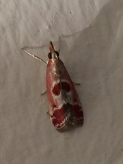 Syntonarcha iriastis