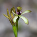 Caladenia atradenia - Photo (c) philnorton,  זכויות יוצרים חלקיות (CC BY-NC)