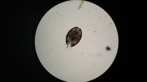 Cyprididae