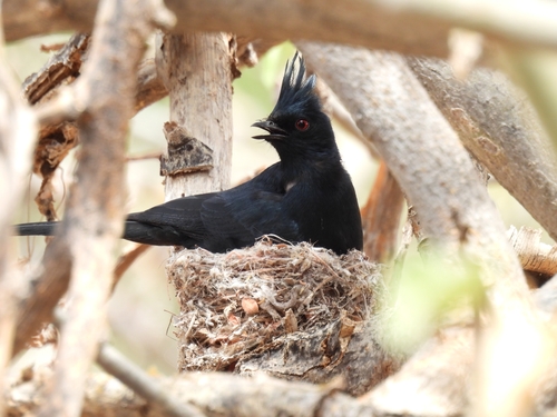 Phainopepla, San Dionisio, B.C.S., México, photo 10 of 10