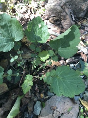 Geum vernum