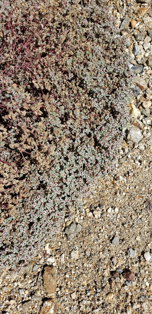 red-gland-spurge-from-anza-borrego-state-park-on-april-04-2023-at-11