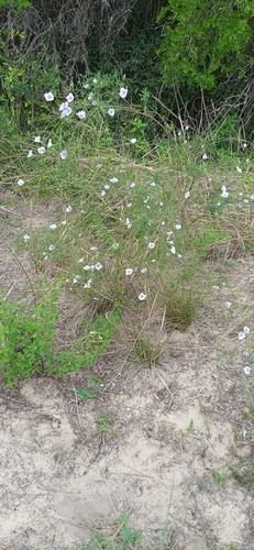 Image of Nierembergia scoparia by (c) Magdalena Carabio Foti, some rights reserved (CC BY)