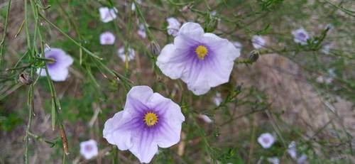 Image of Nierembergia scoparia by (c) Magdalena Carabio Foti, some rights reserved (CC BY)