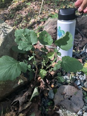 Geum vernum