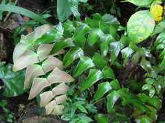 Adiantum macrophyllum