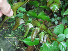 Adiantum macrophyllum