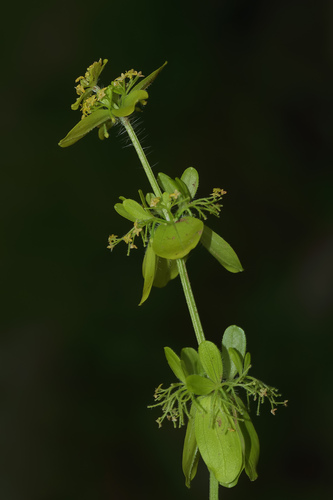Cruciata mixta