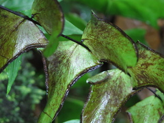 Adiantum macrophyllum