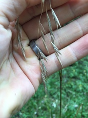 Bromus ciliatus