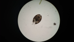Cyprididae