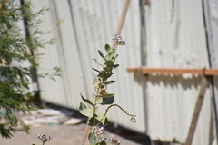 Calotropis procera