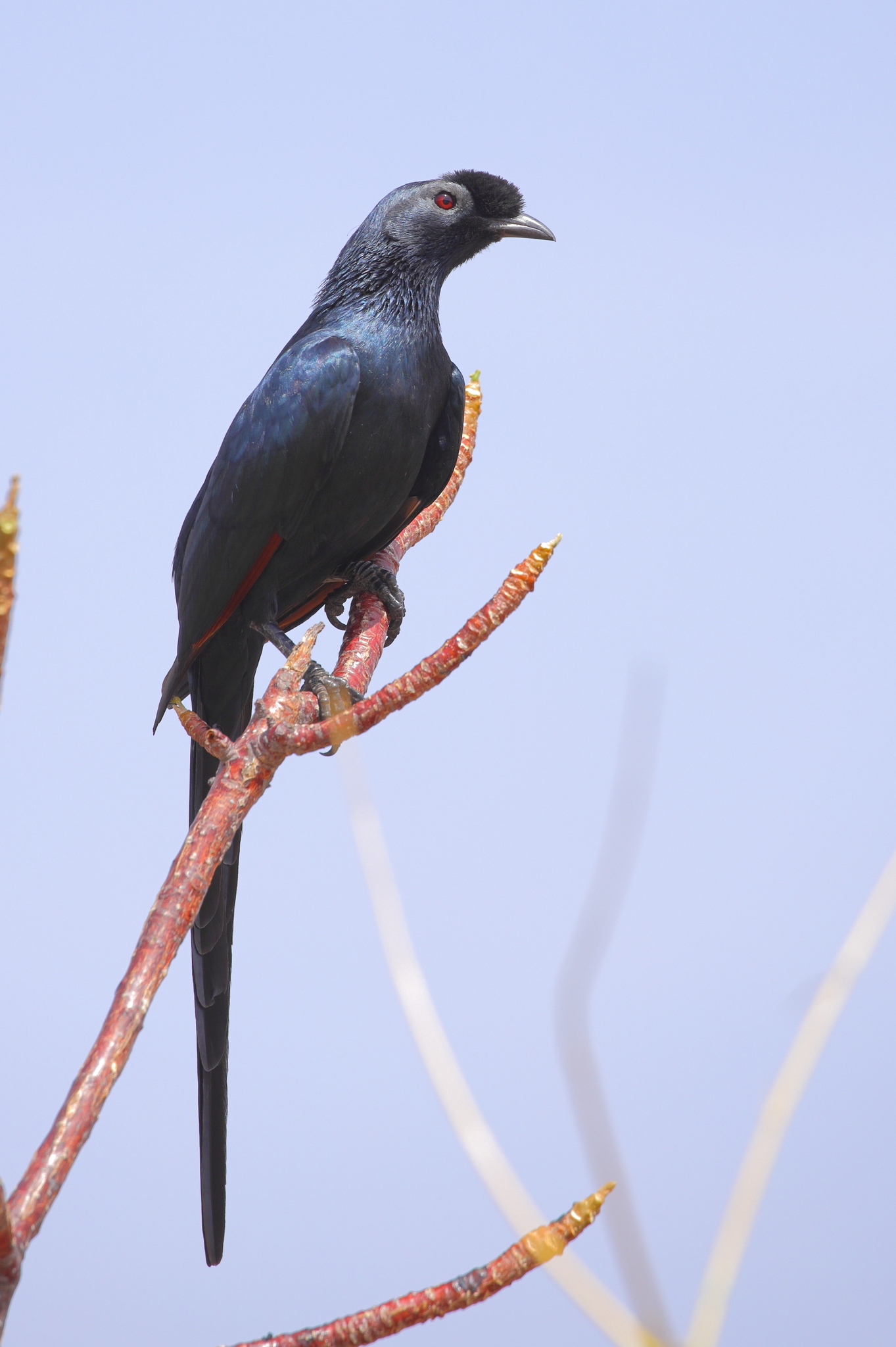 Bristle-crowned Starling illustration