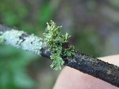 Ramalina subcomplanata