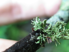 Ramalina subcomplanata