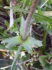 Anemone palmata image
