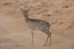 Kirk's Dik-Dik photo 1