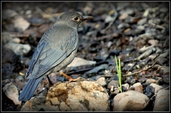 Turdus simillimus
