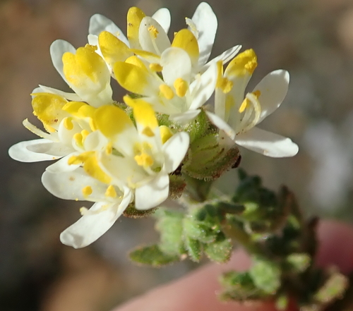 Image of Polycarena aurea by no rights reserved