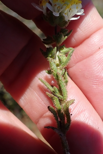Image of Polycarena aurea by no rights reserved